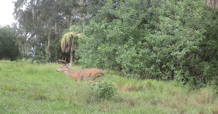 Trail camera capture: Buck at the treeline