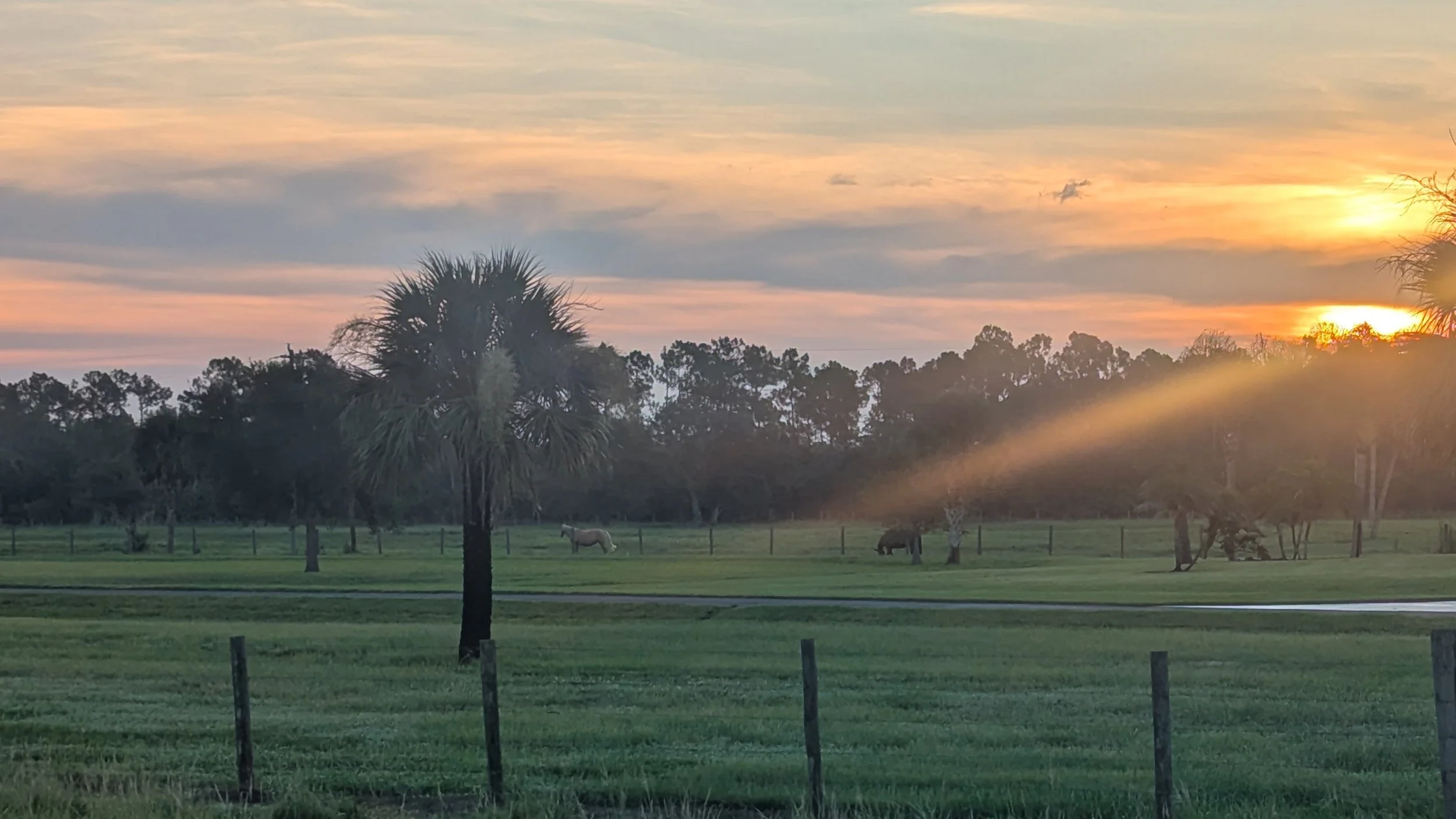 Sunrise through the cabbage palms, horses grazing beyond the fence