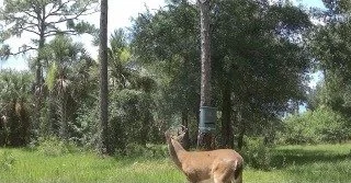 A whitetail buck in afternoon shade, recorded by a monitoring camera