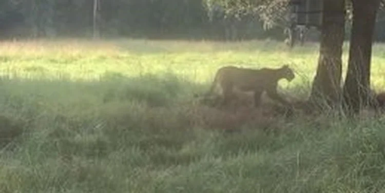 Trail camera capture: Florida panther