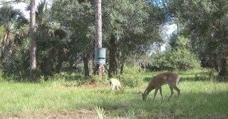 Trail camera capture: Two deer at mid-morning