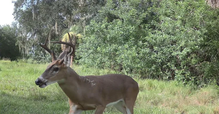 Trail camera capture: Whitetail buck