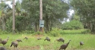 Trail camera capture: Osceola turkeys