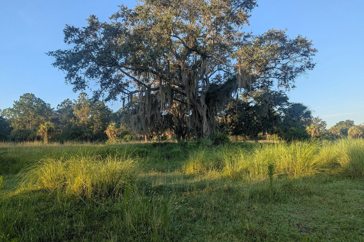 A live oak hung with Spanish moss standing in unmowed pasture