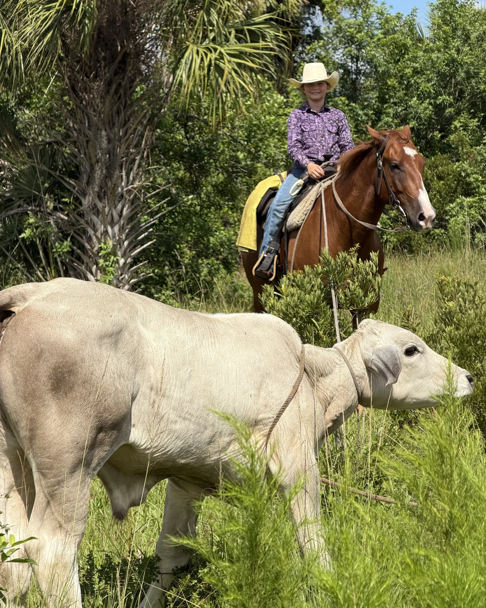 A rider swings a rope while working cattle
