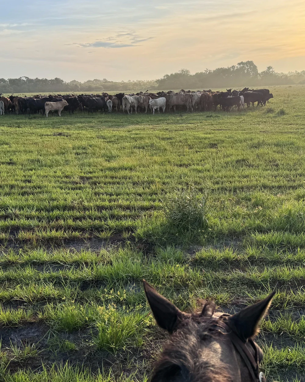 Cattle holding on open pasture at sunrise, seen from horseback