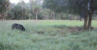 A Florida black bear crossing open ground, recorded by a monitoring camera
