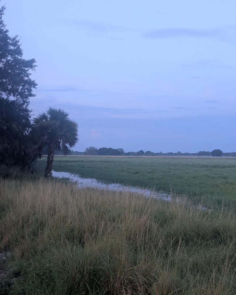 A slough winding through open range at first light, cabbage palm and live oak on the bank