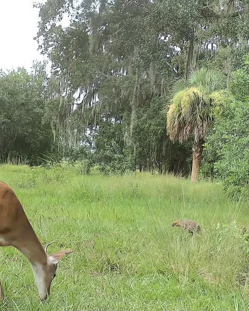 A doe and Osceola turkeys feeding in the same pasture, recorded by a monitoring camera