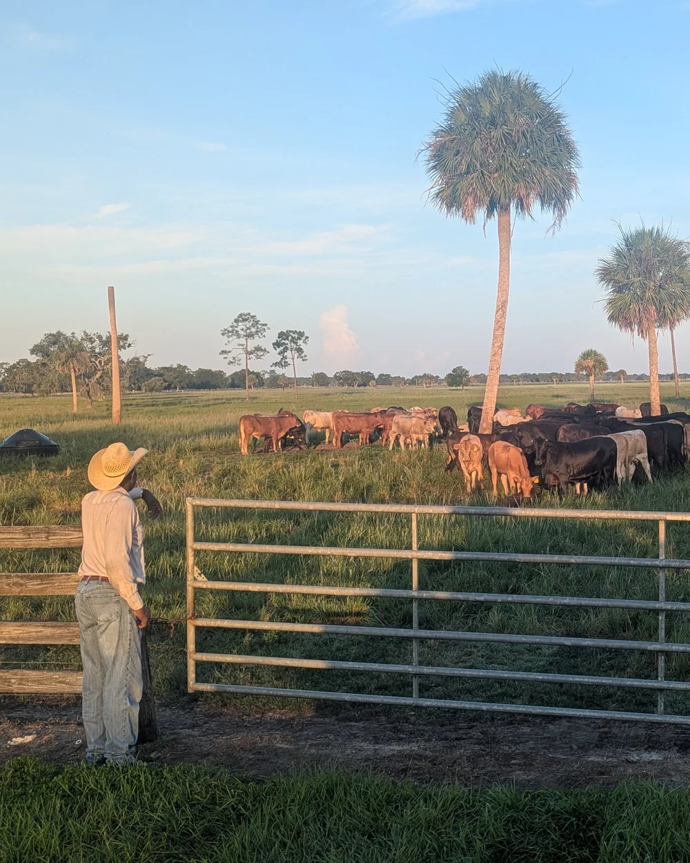 A rancher at the gate at the end of the day, watching the herd