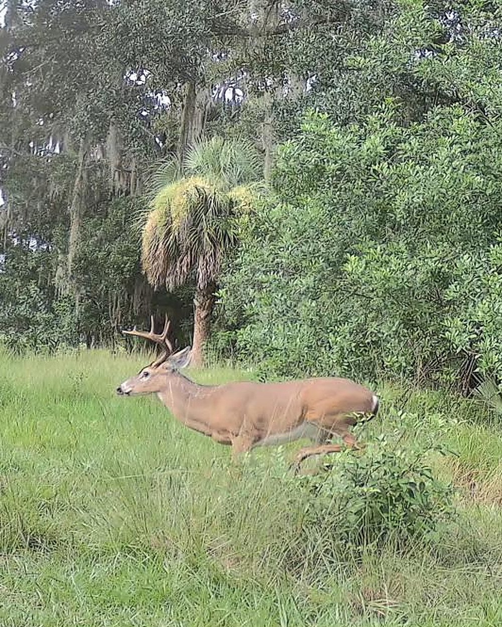 A whitetail buck at the edge of the treeline