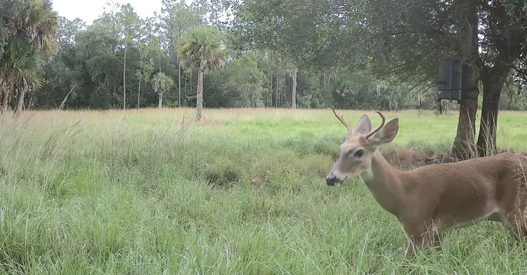 Trail camera capture: Young buck