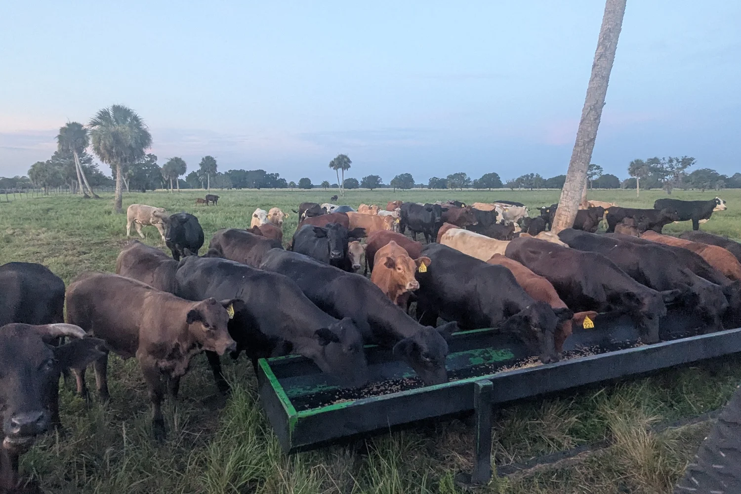 Cattle at the feed trough at dusk