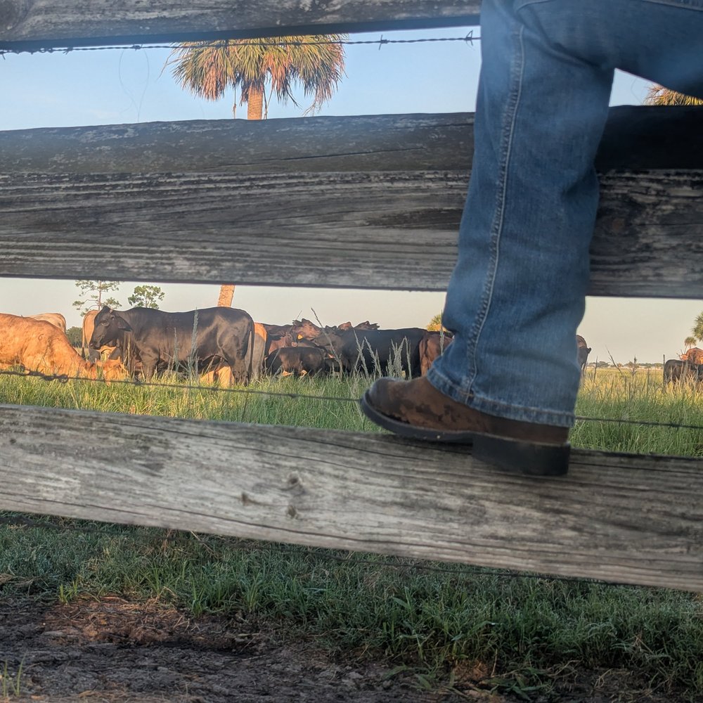 A worn boot on the fence rail, cattle grazing beyond