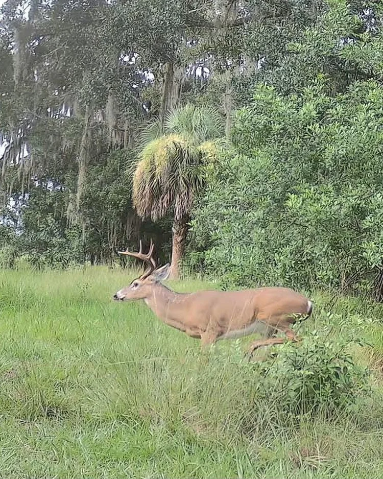 A buck moving along the treeline, recorded by a monitoring camera