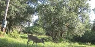 A doe grazing in open grass, recorded by a monitoring camera