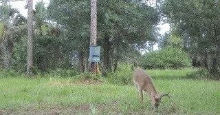 Trail camera capture: Buck feeding