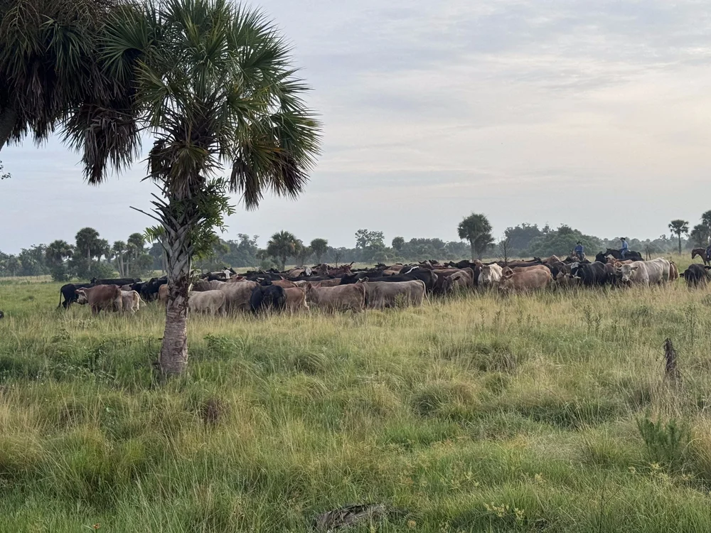 Cattle grazing on open range beyond a cabbage palm at sunrise