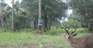 Trail camera capture: Buck, head raised