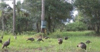 Trail camera capture: Osceola turkeys - ten in frame