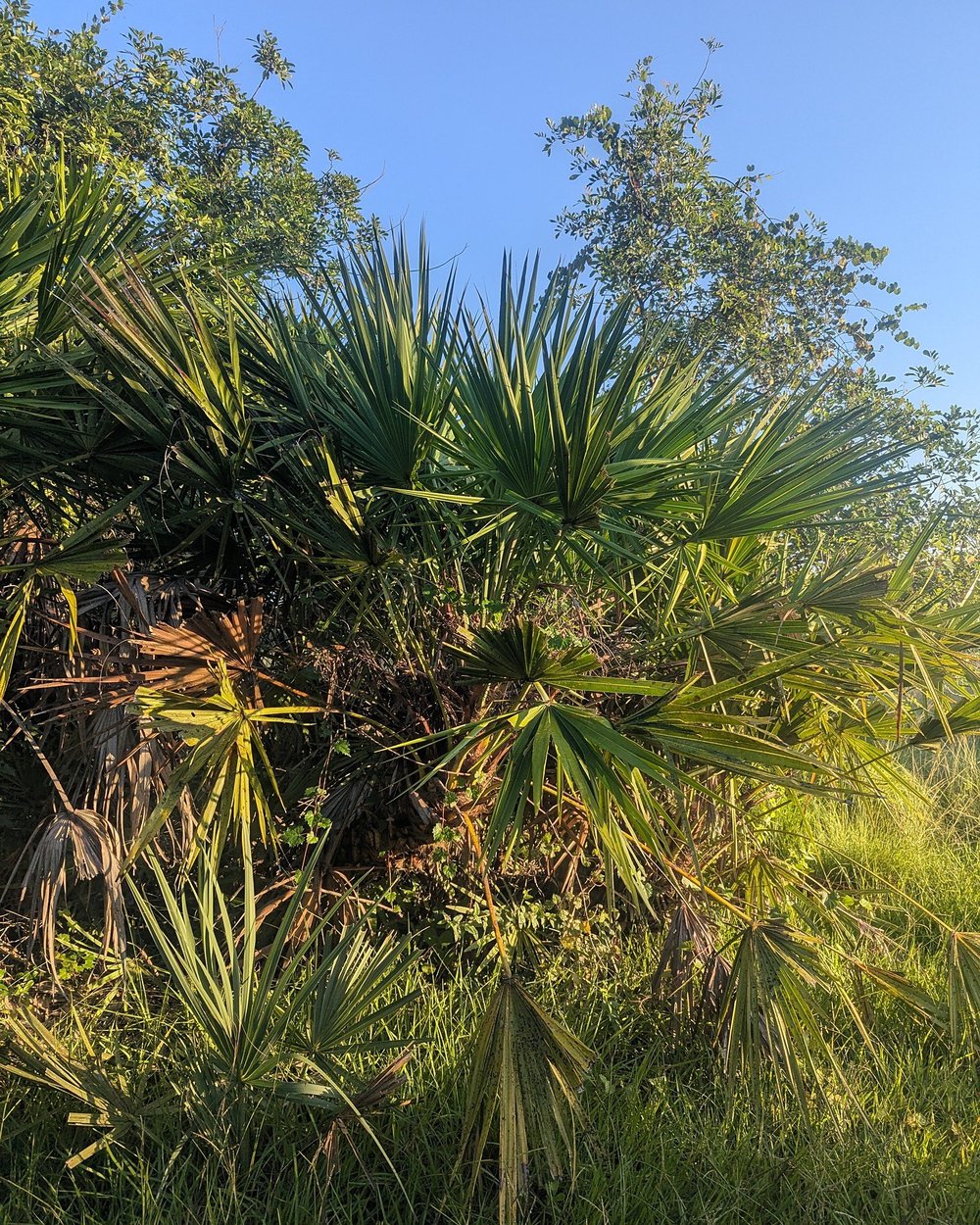 Saw palmetto growing thick beneath pine and cabbage palm