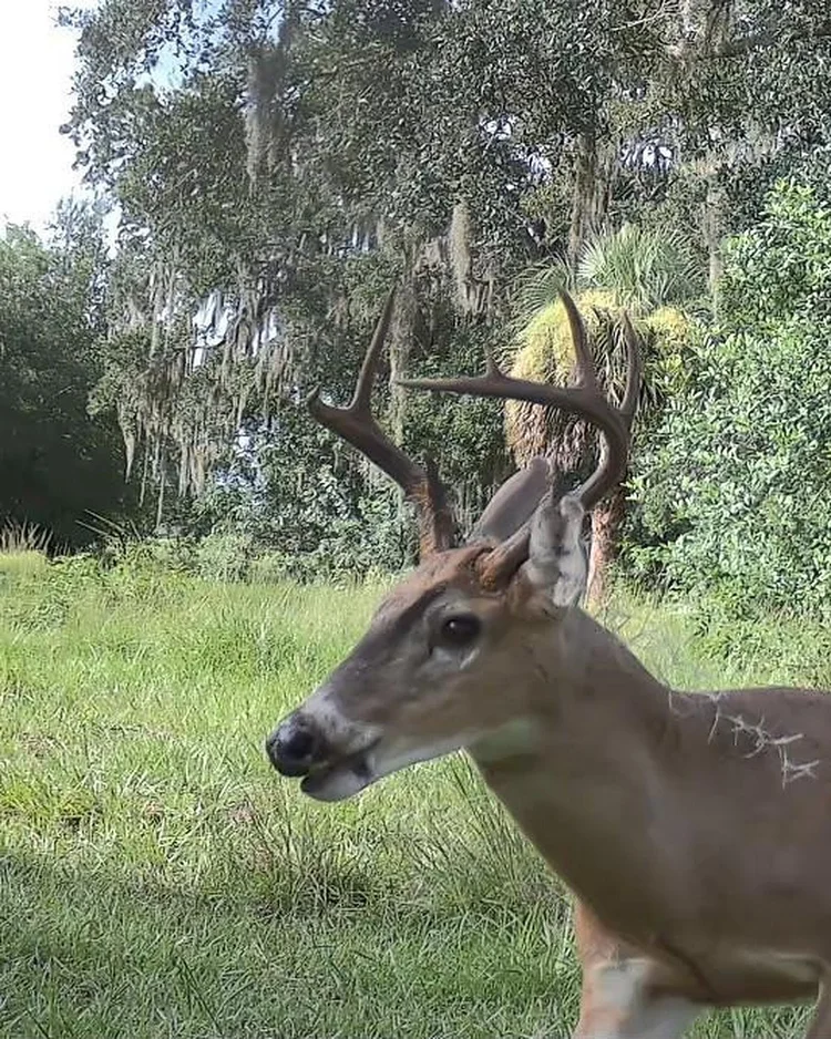 A mature whitetail buck in velvet, recorded by a monitoring camera