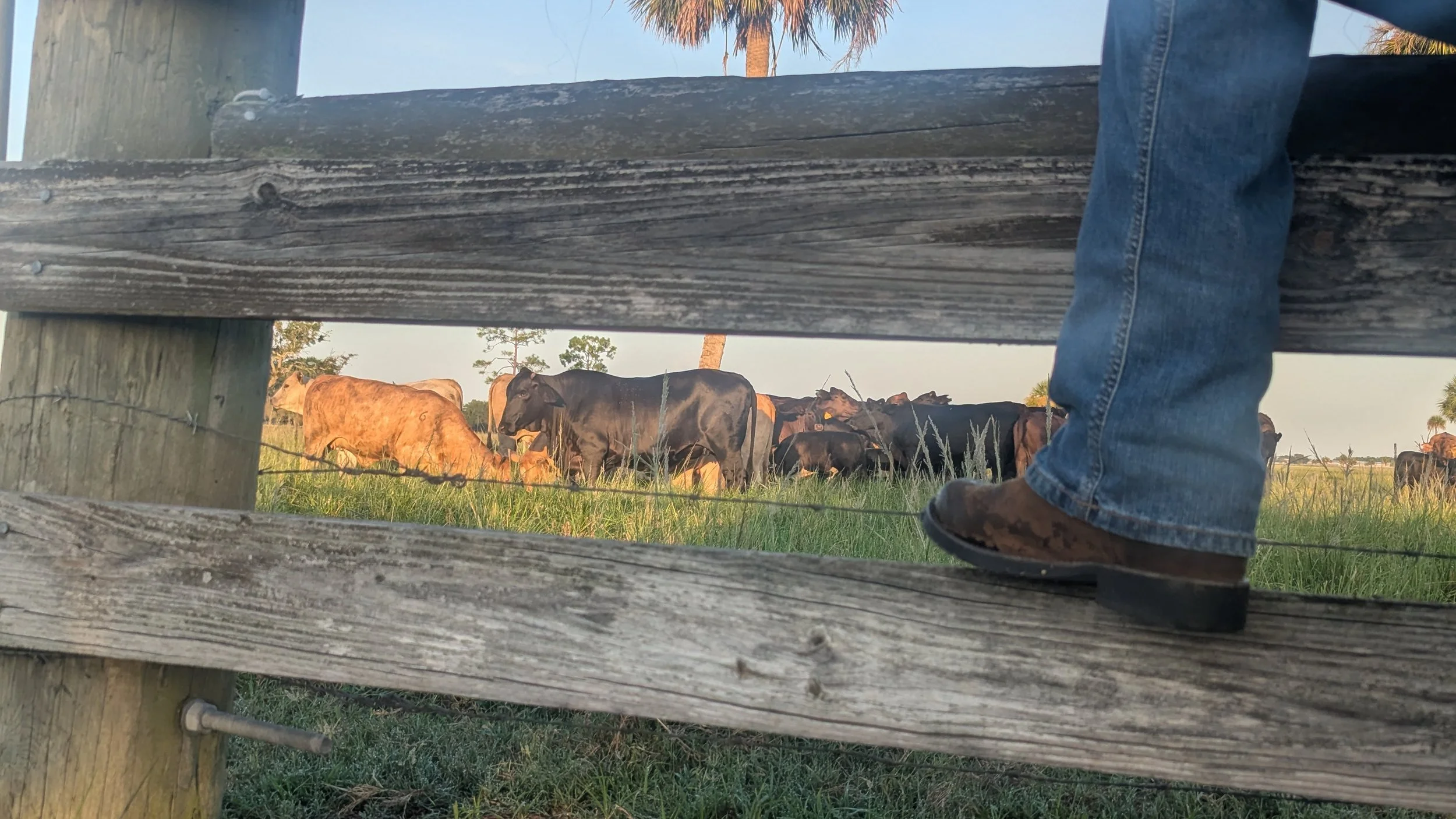 A worn boot on the fence rail, cattle grazing beyond