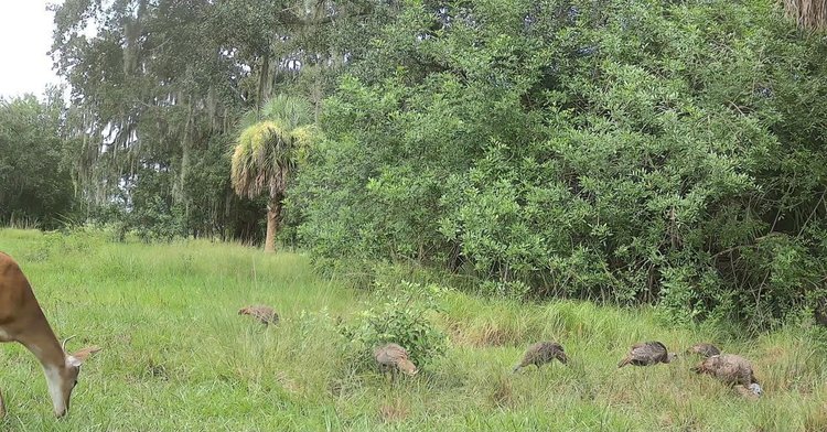 Trail camera capture: Deer and turkeys together