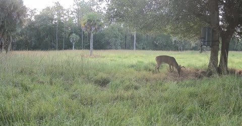 Trail camera capture: Doe in the open