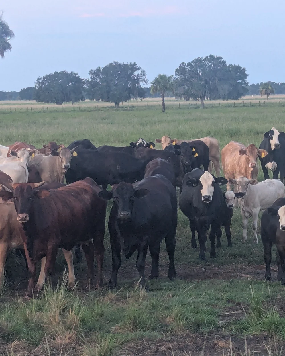 Cows and calves in the pasture at first light