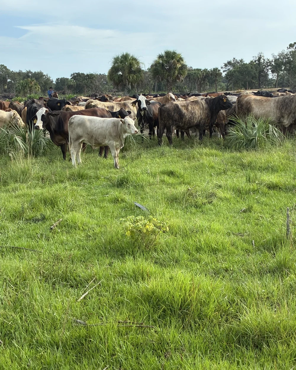 Cattle bunched and moving across pasture