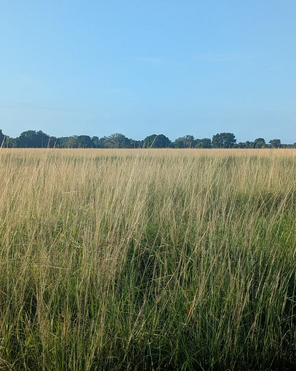 Unmowed native range running to a distant treeline