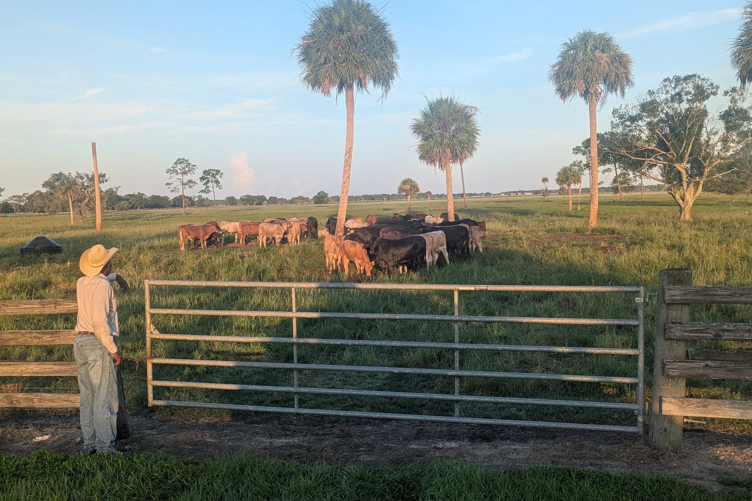 A rancher at the gate, watching the herd settle under the cabbage palms