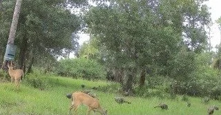 Trail camera capture: Deer and turkeys
