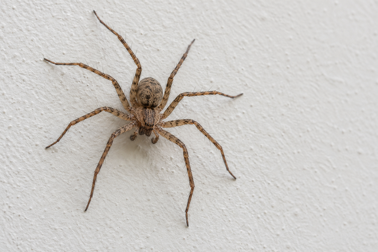 Illustrative house spider