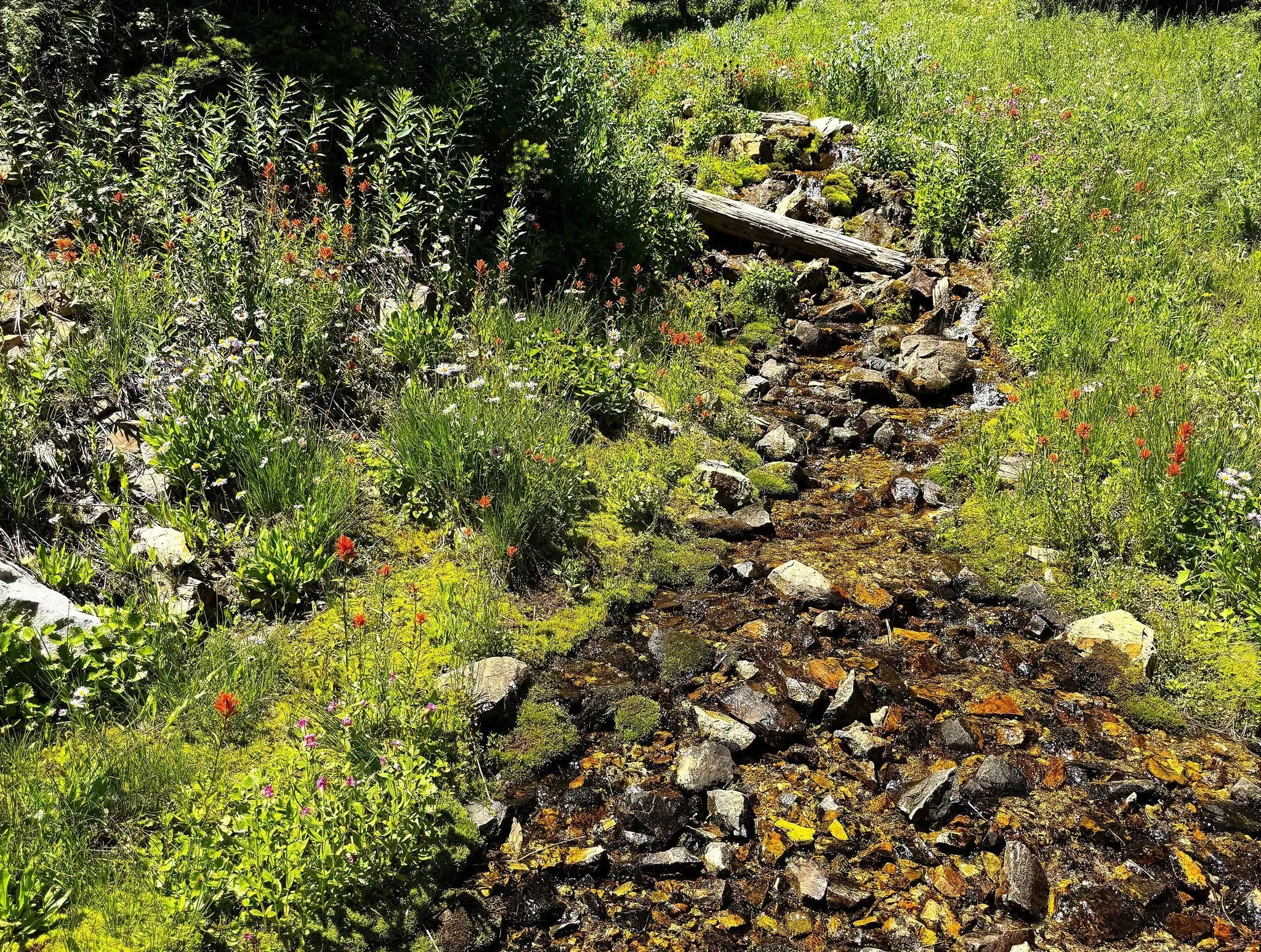 Sunlight falls across a rocky creek surrounded by woodland.