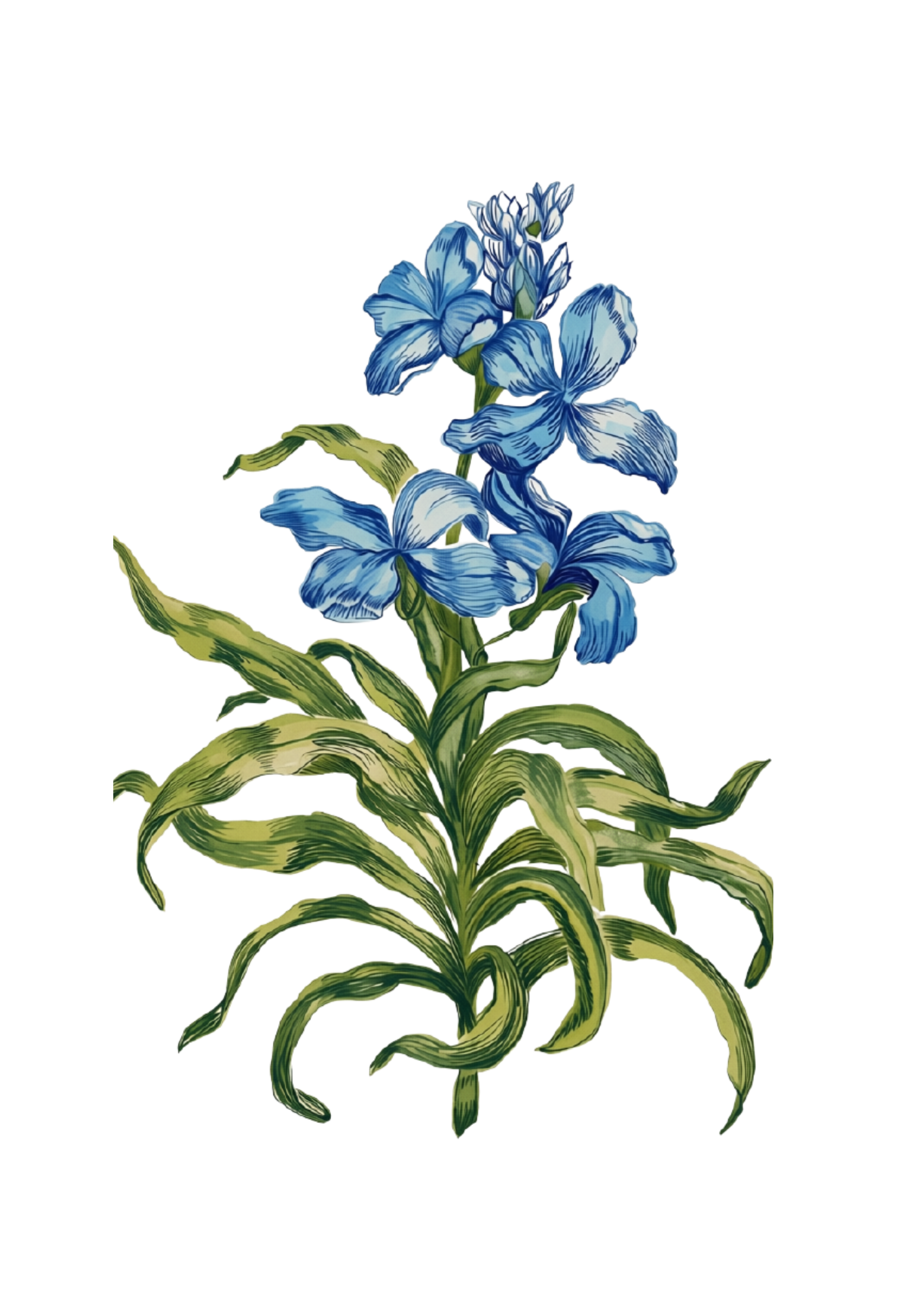 Watercolor study of wallflower by Victoria Rose