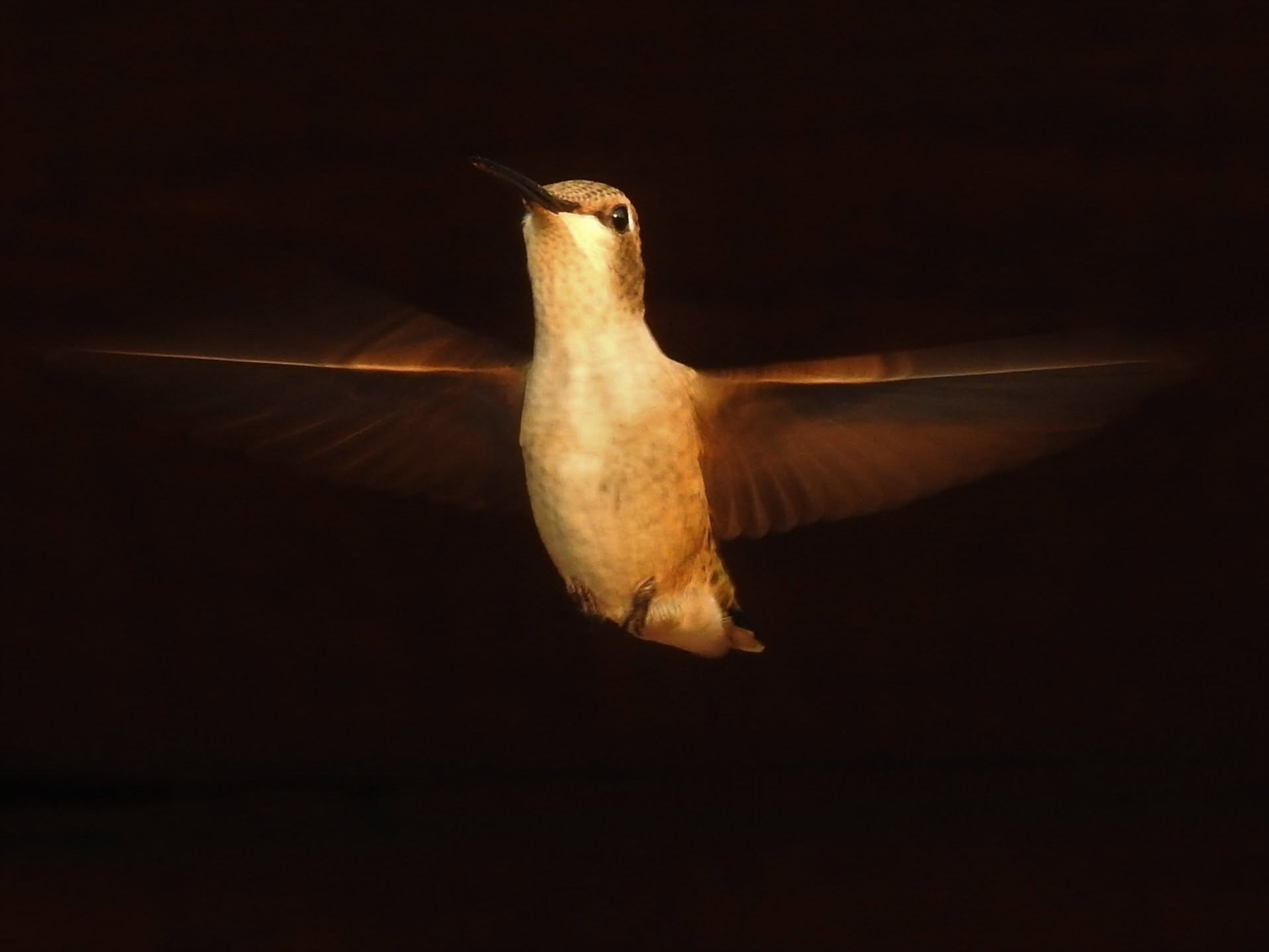 A hummingbird hovers in warm golden light against a dark background.