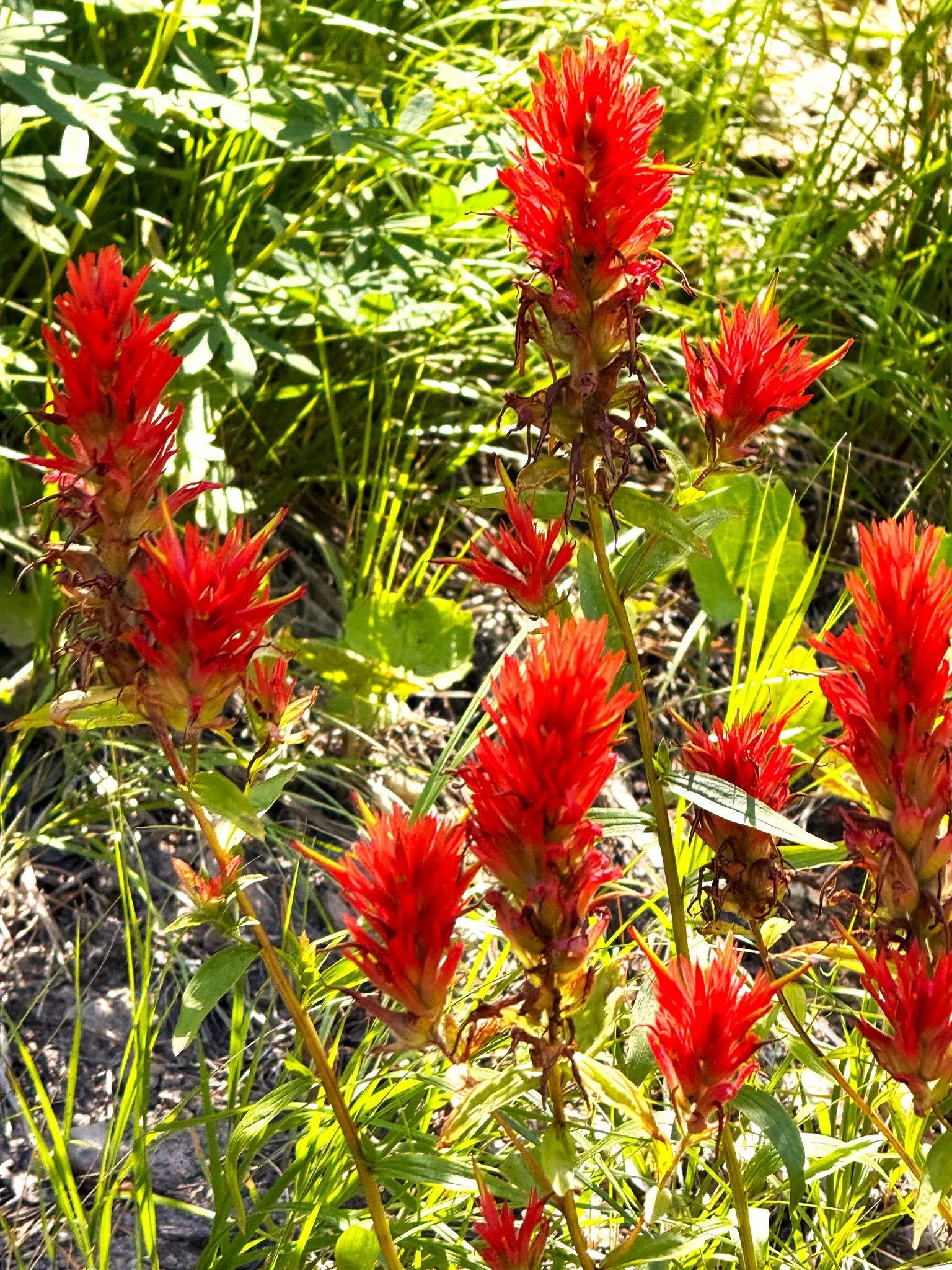 Red flower spikes rise among green leaves and stems.