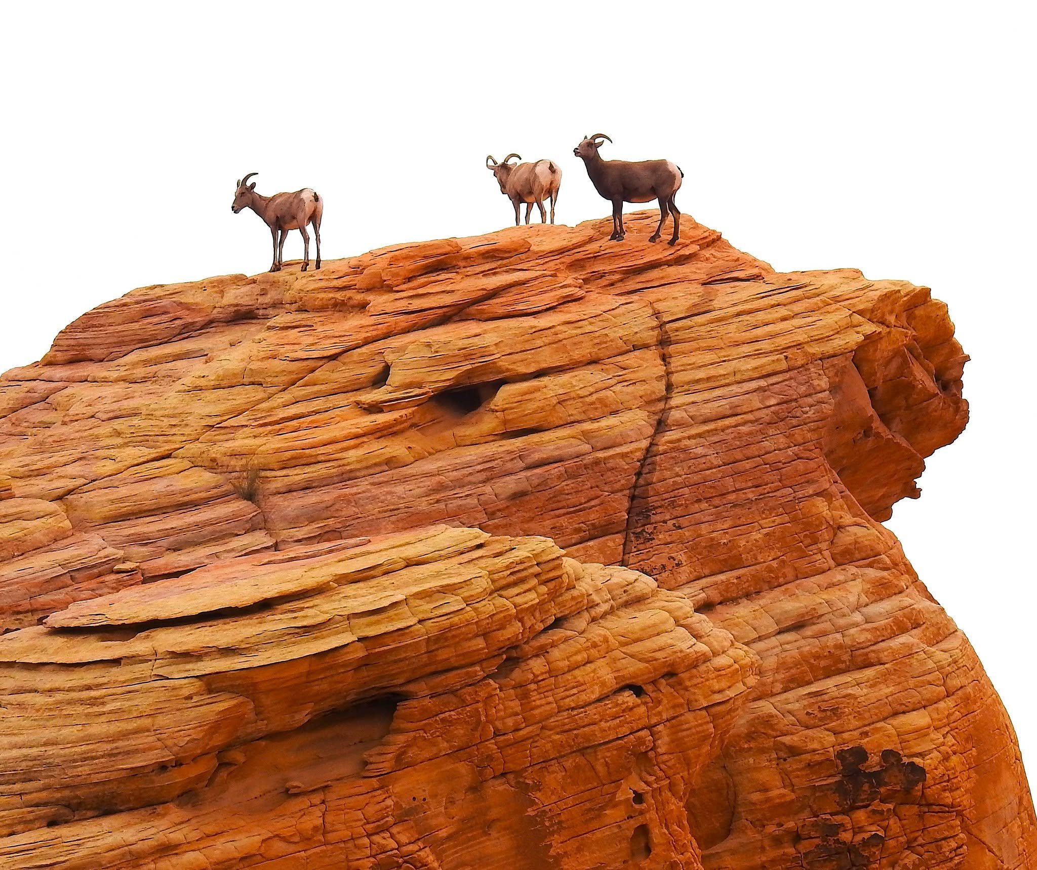 Three bighorn sheep stand among orange sandstone rocks beneath a pale sky.