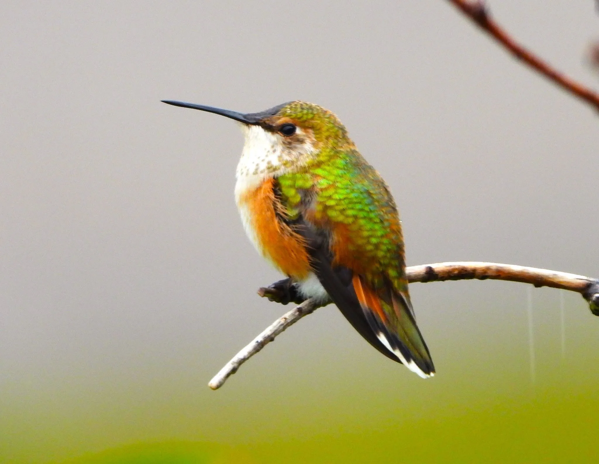 An orange and green hummingbird perches on a slender twig.