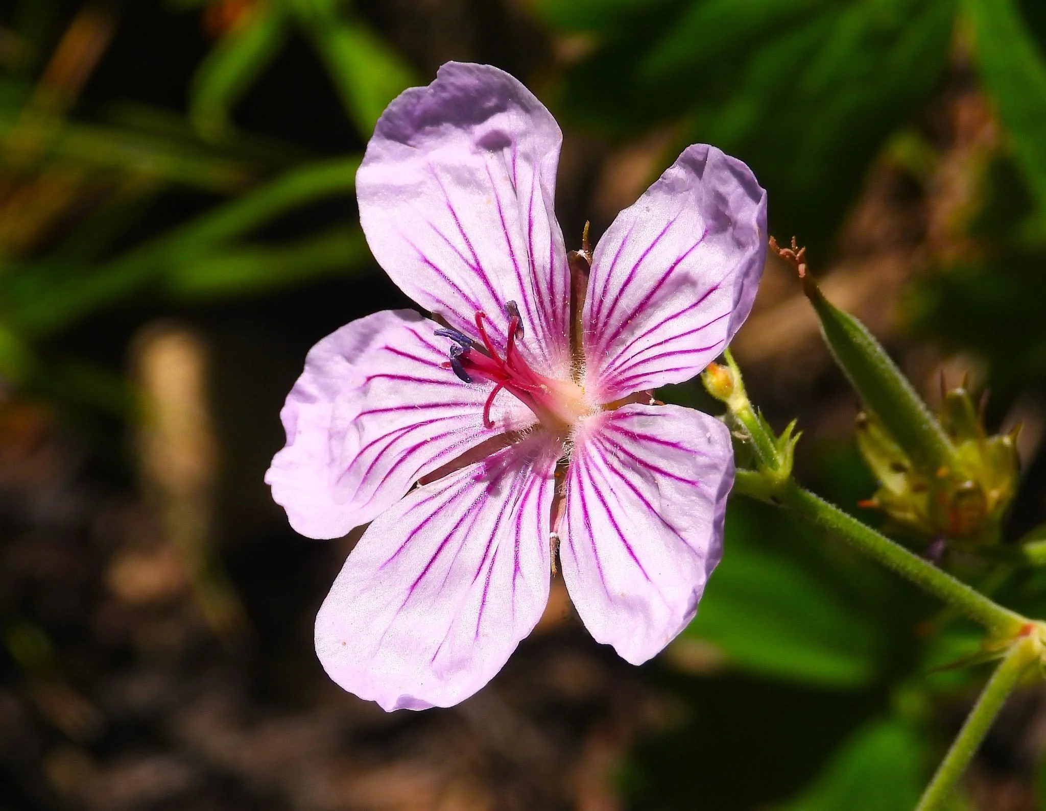 A close view of a pink flower with dark veins radiating through its petals.