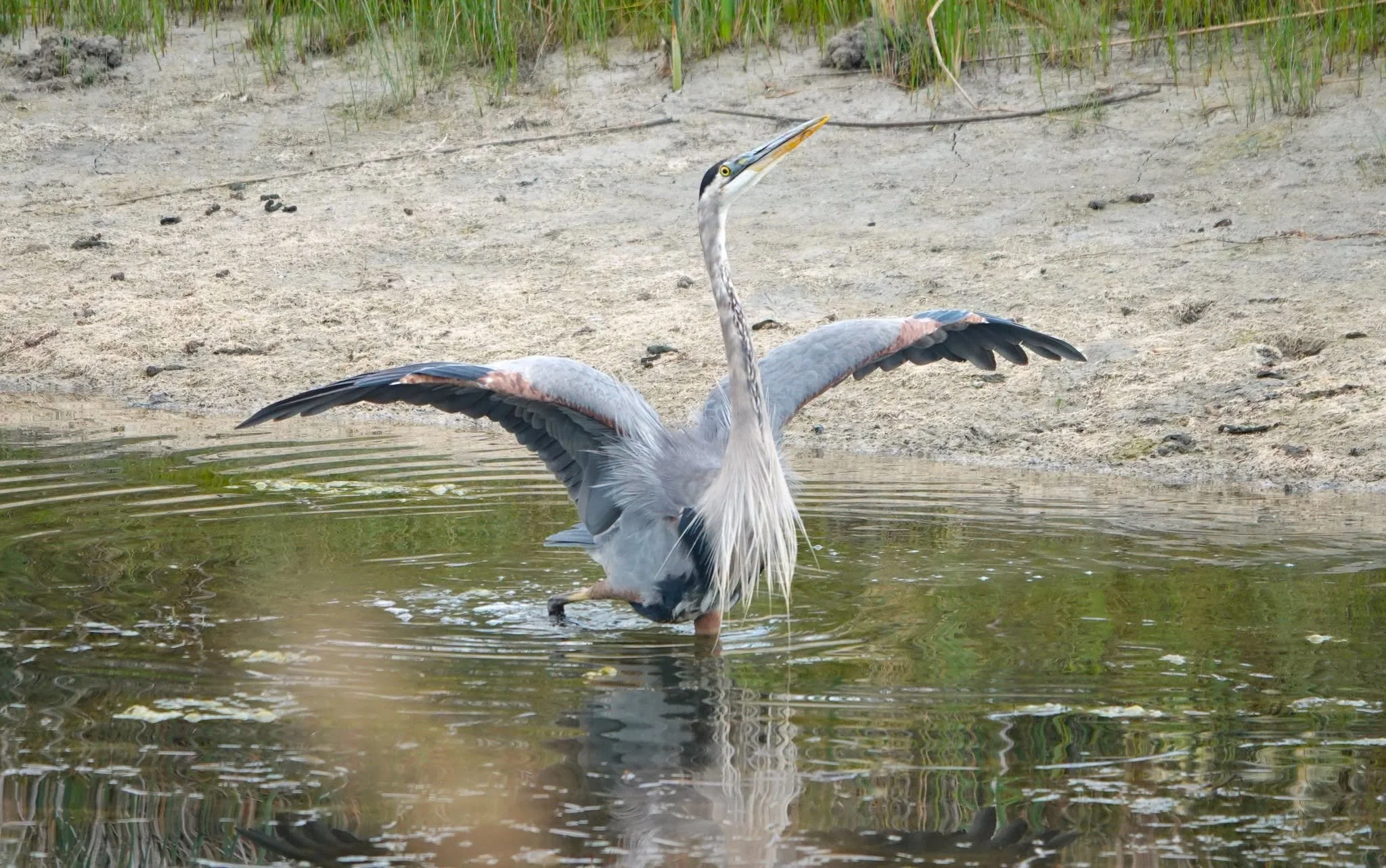 A great blue heron spreads its wings above shallow water.