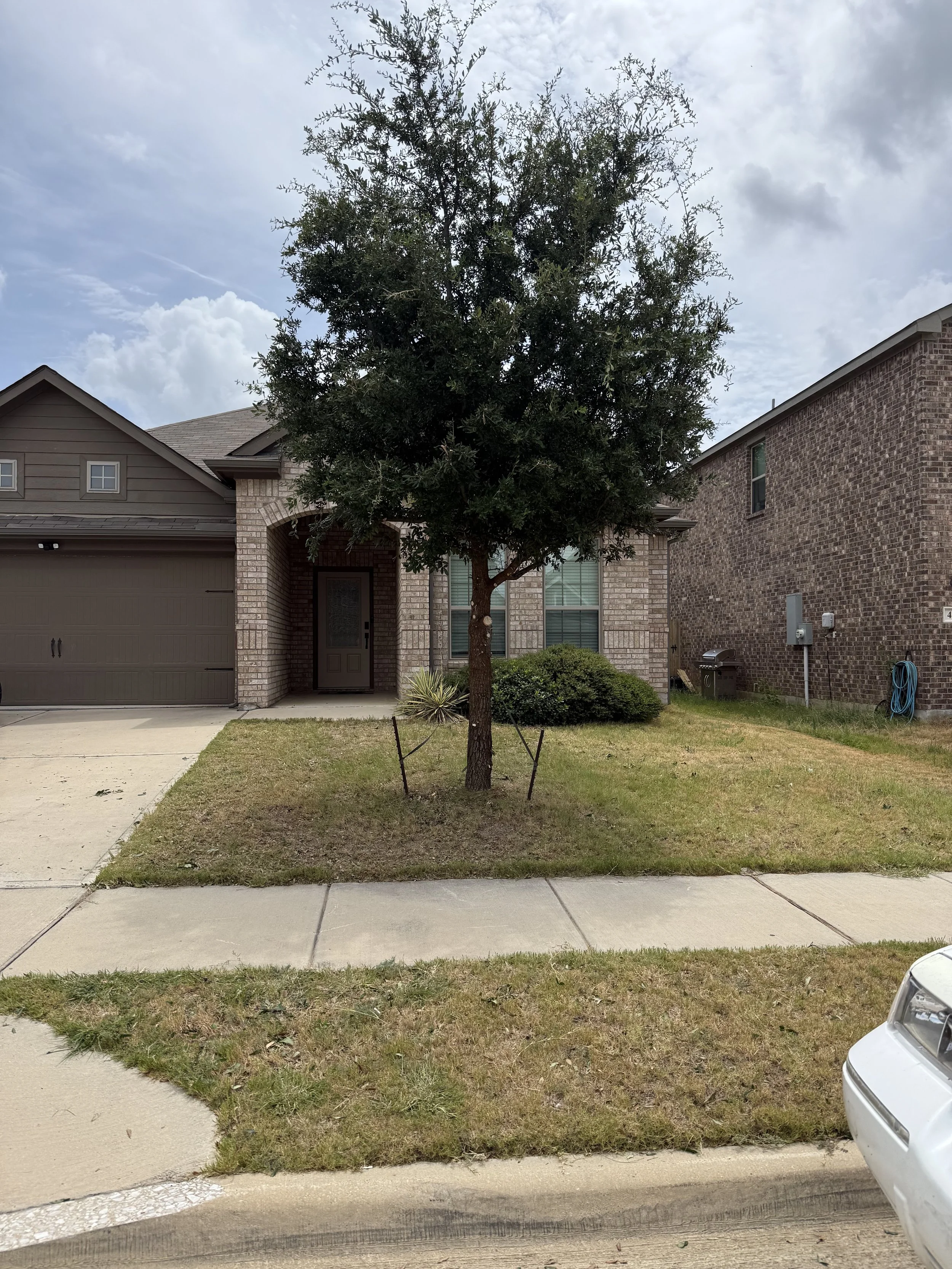 Residential front yard tree after professional trimming