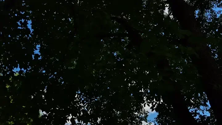 Looking up through a green tree canopy toward blue sky, a looping clip from Crown Jewel Visualz videography
