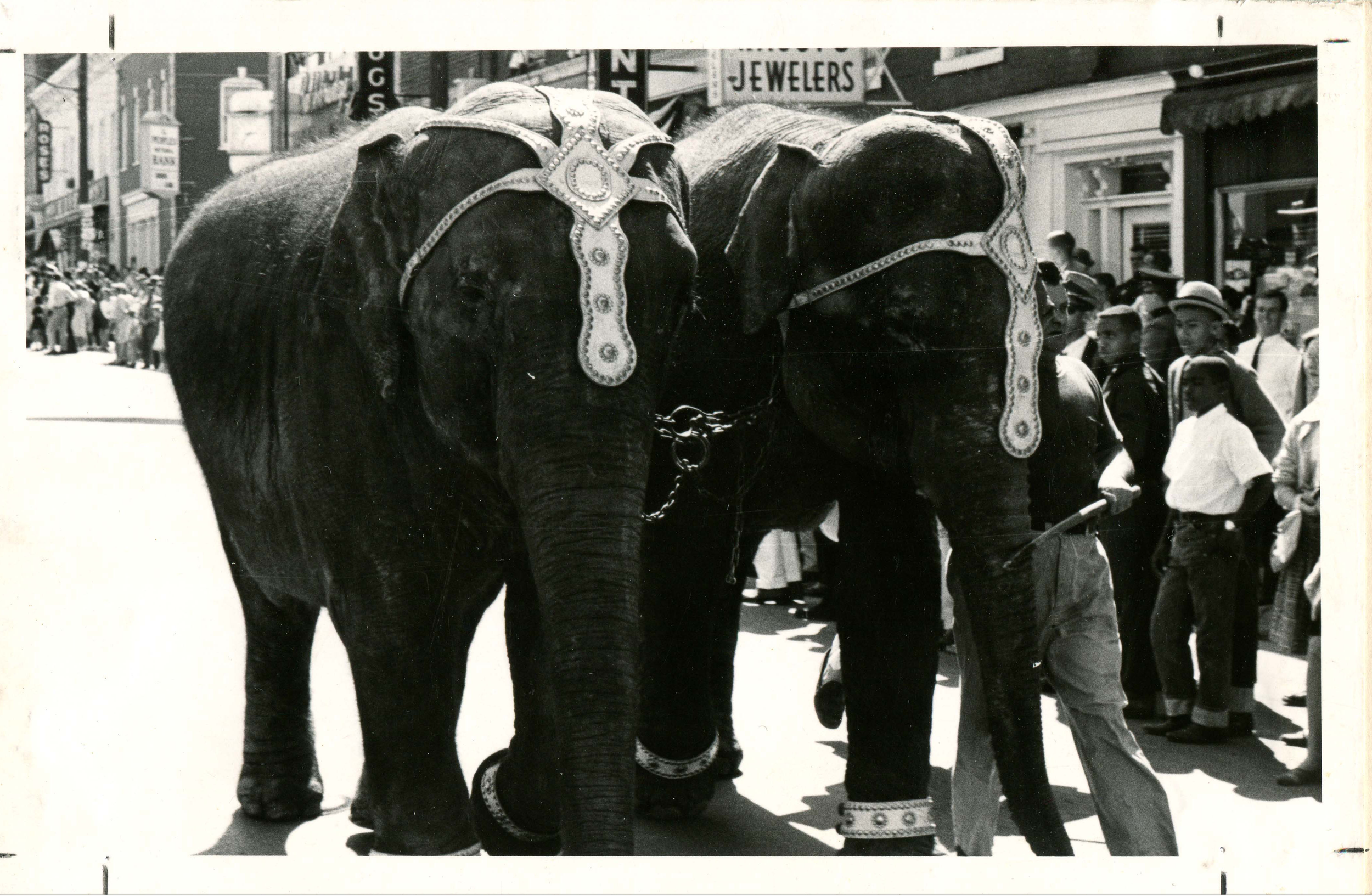Elephants in the 1948 Mock Convention delegates parade
