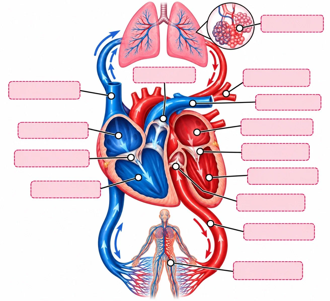 Cardiovascular system diagram showing the heart, lungs, blood vessels, alveoli, and systemic circulation