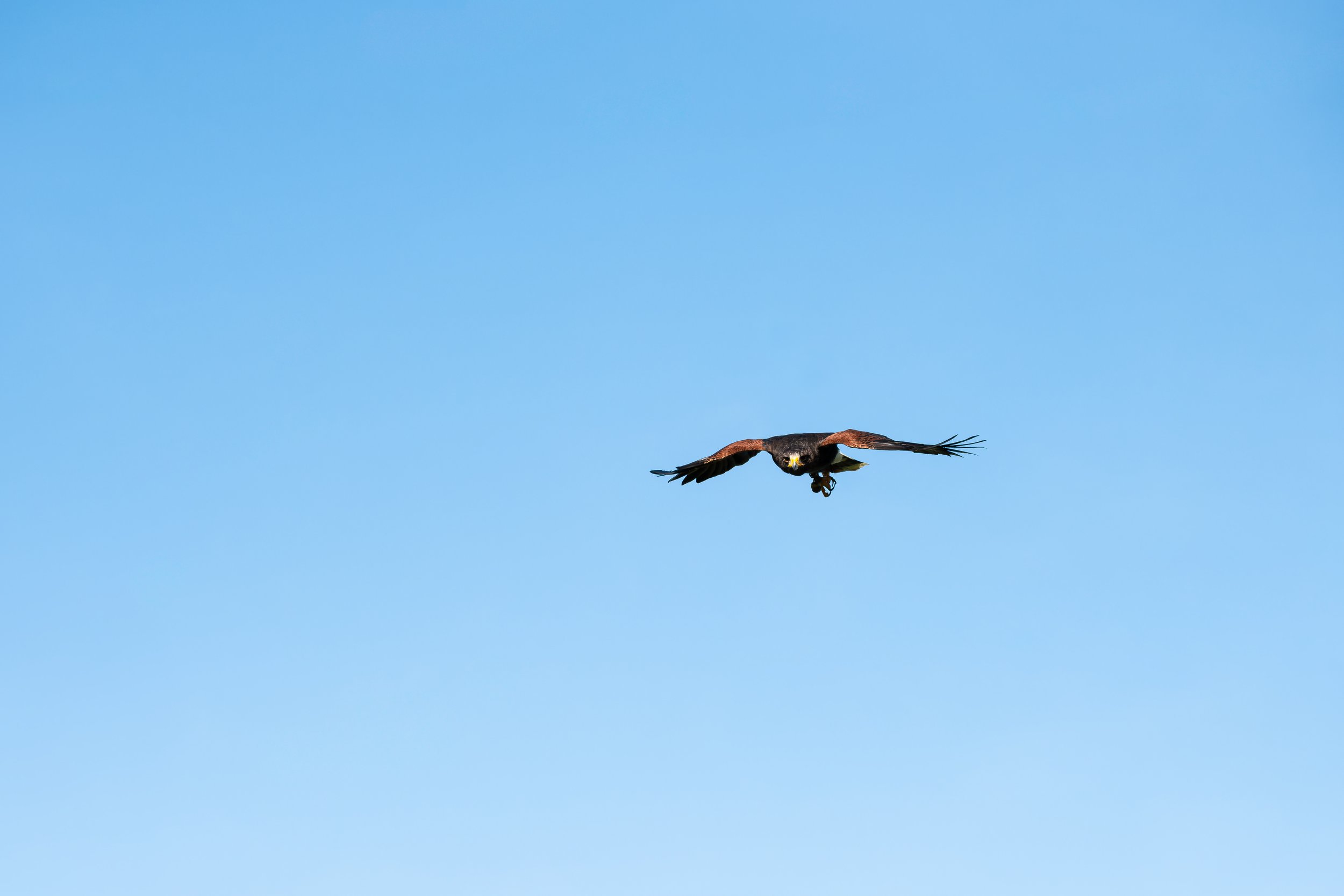 Harris's hawk flying towards the camera in a clear blue sky