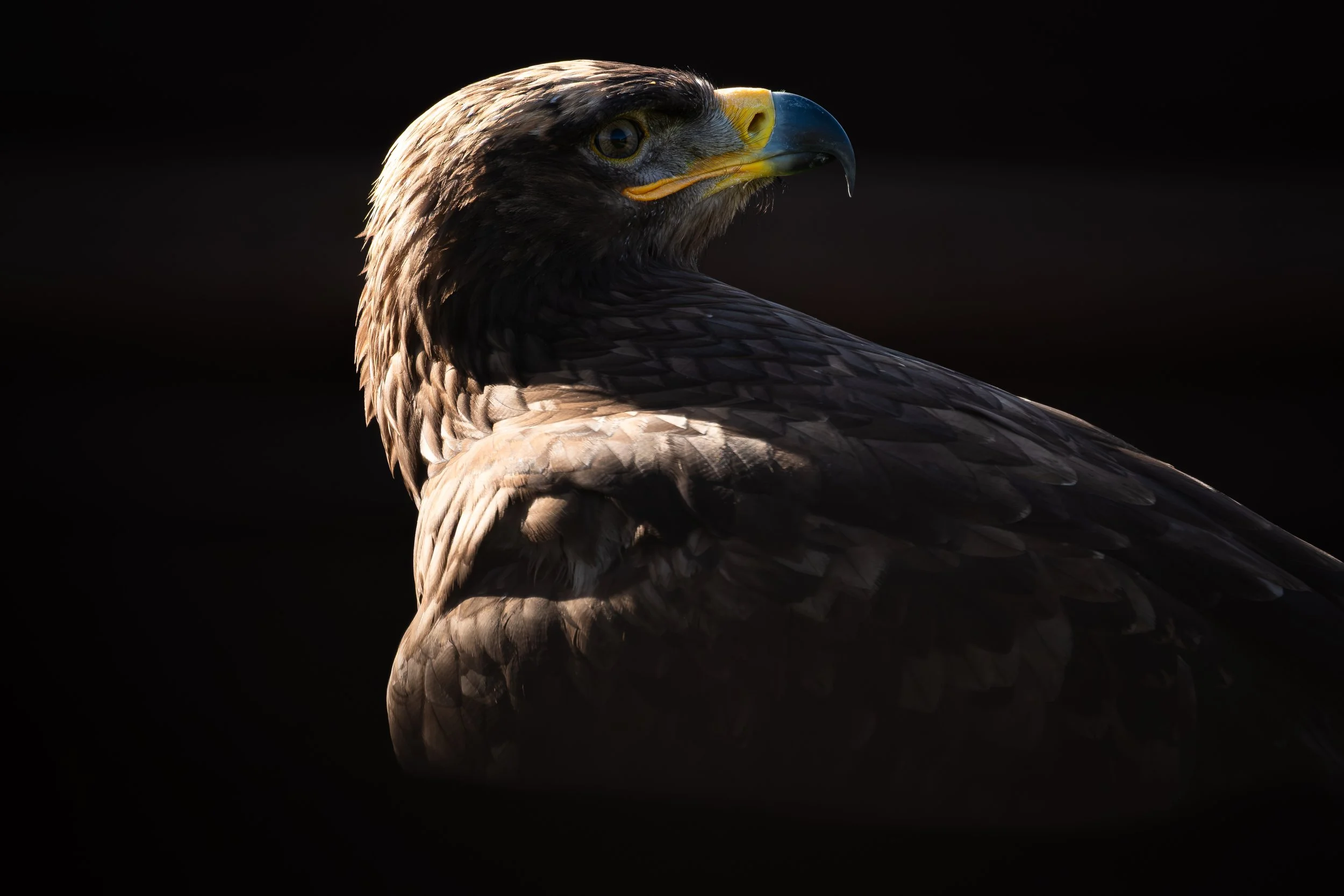 Boris the Russian steppe eagle in dramatic side lighting against a dark background