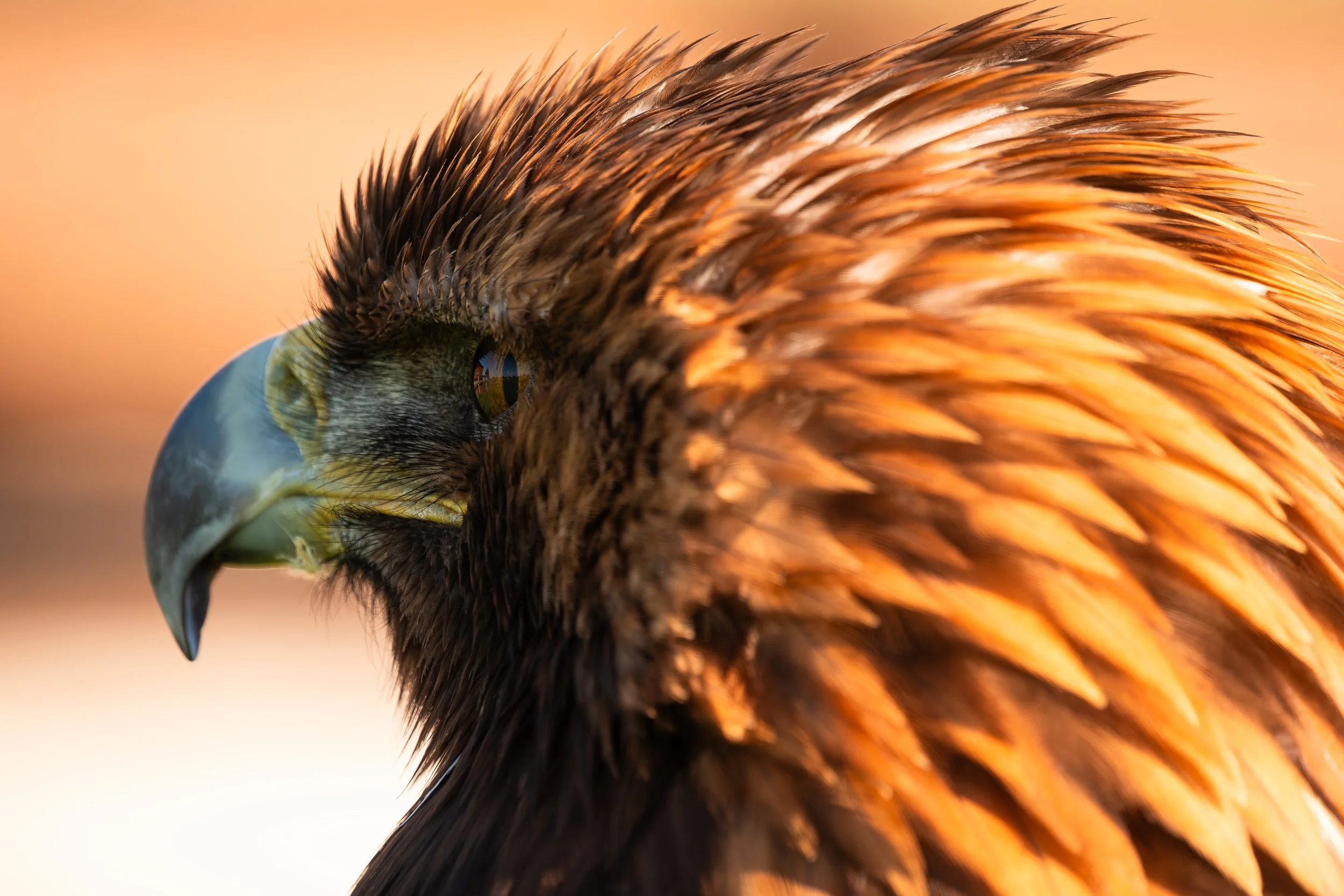 The Golden Crown — Cuddles the golden eagle, photographed in captivity at BB Falconry